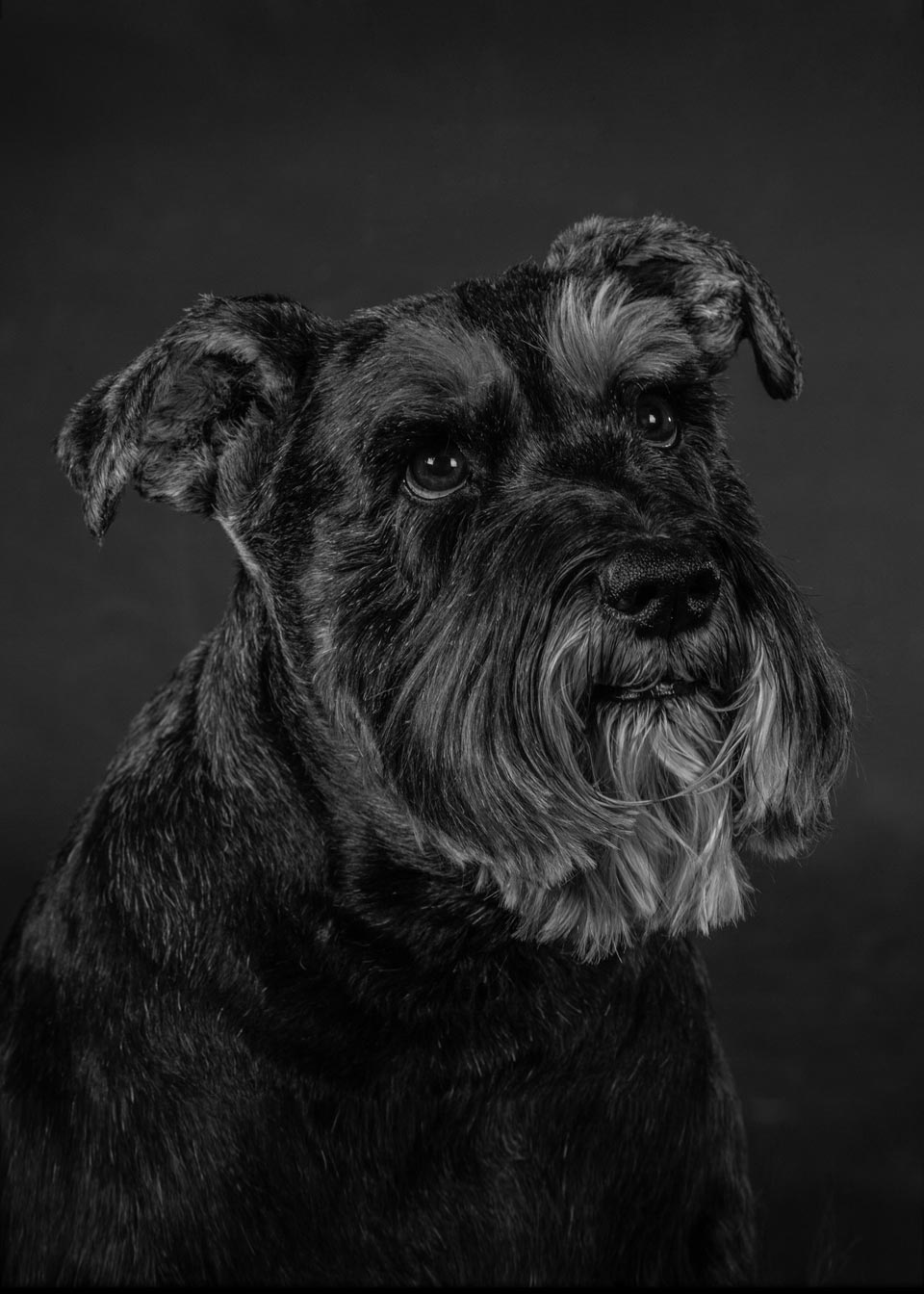 Professional Pet Photographers in Lancaster PA