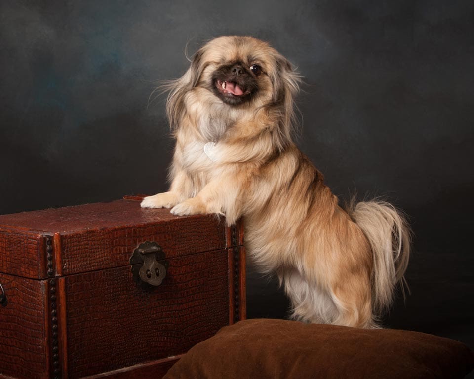 how do you photograph dog portraits